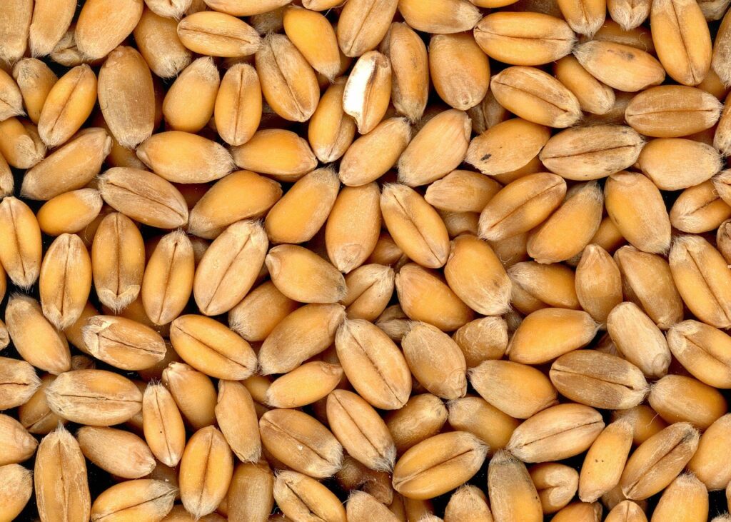 wheat, mac wallpaper, cool backgrounds, grains, food, beautiful wallpaper, cereals, windows wallpaper, 4k wallpaper 1920x1080, 4k wallpaper, desktop backgrounds, wallpaper 4k, wallpaper hd, free wallpaper, whole wheat, full hd wallpaper, laptop wallpaper, produce, organic, free background, texture, hd wallpaper, closeup, background