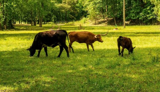 methane, carbon dioxide, carbon footprint, longhorn steer, longhorn, cattle herd, steer, cattle, livestock, horns, bovine, pasture, cow, field, rural, methane, methane, methane, methane, methane, carbon dioxide, carbon footprint, carbon footprint
