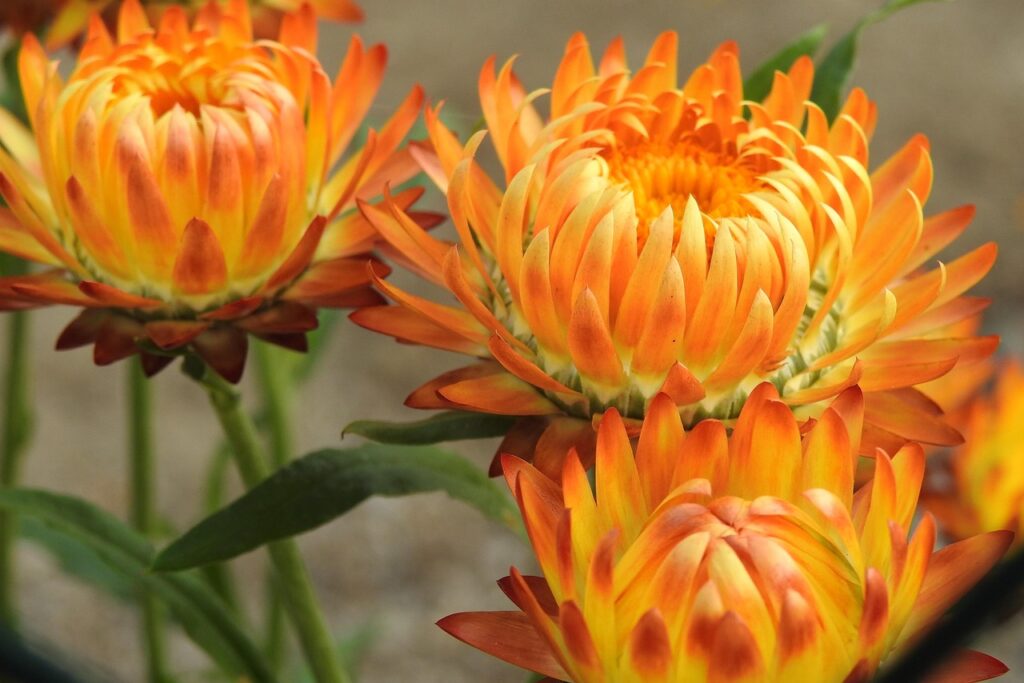 everlasting flowers, blooms, eternal flowers, composite materials, flora