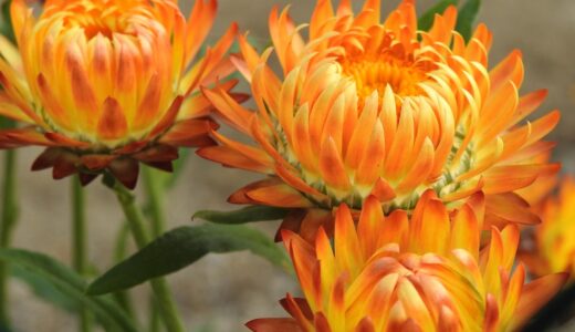 everlasting flowers, blooms, eternal flowers, composite materials, flora