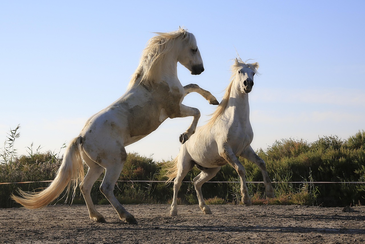 standard, horses, fight, mane, horse, nature, horse riding, mare