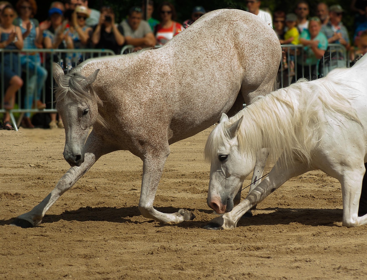 horses, dressage, equestrian show, standard, horses, dressage, dressage, dressage, dressage, dressage