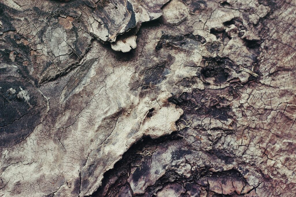 nature, texture, wood, bark, rough, wooden, material, tree, tree bark, texture, texture, texture, texture, texture, wood, wood, wood, bark, bark, rough, tree bark, tree bark