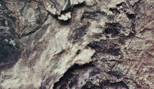 nature, texture, wood, bark, rough, wooden, material, tree, tree bark, texture, texture, texture, texture, texture, wood, wood, wood, bark, bark, rough, tree bark, tree bark