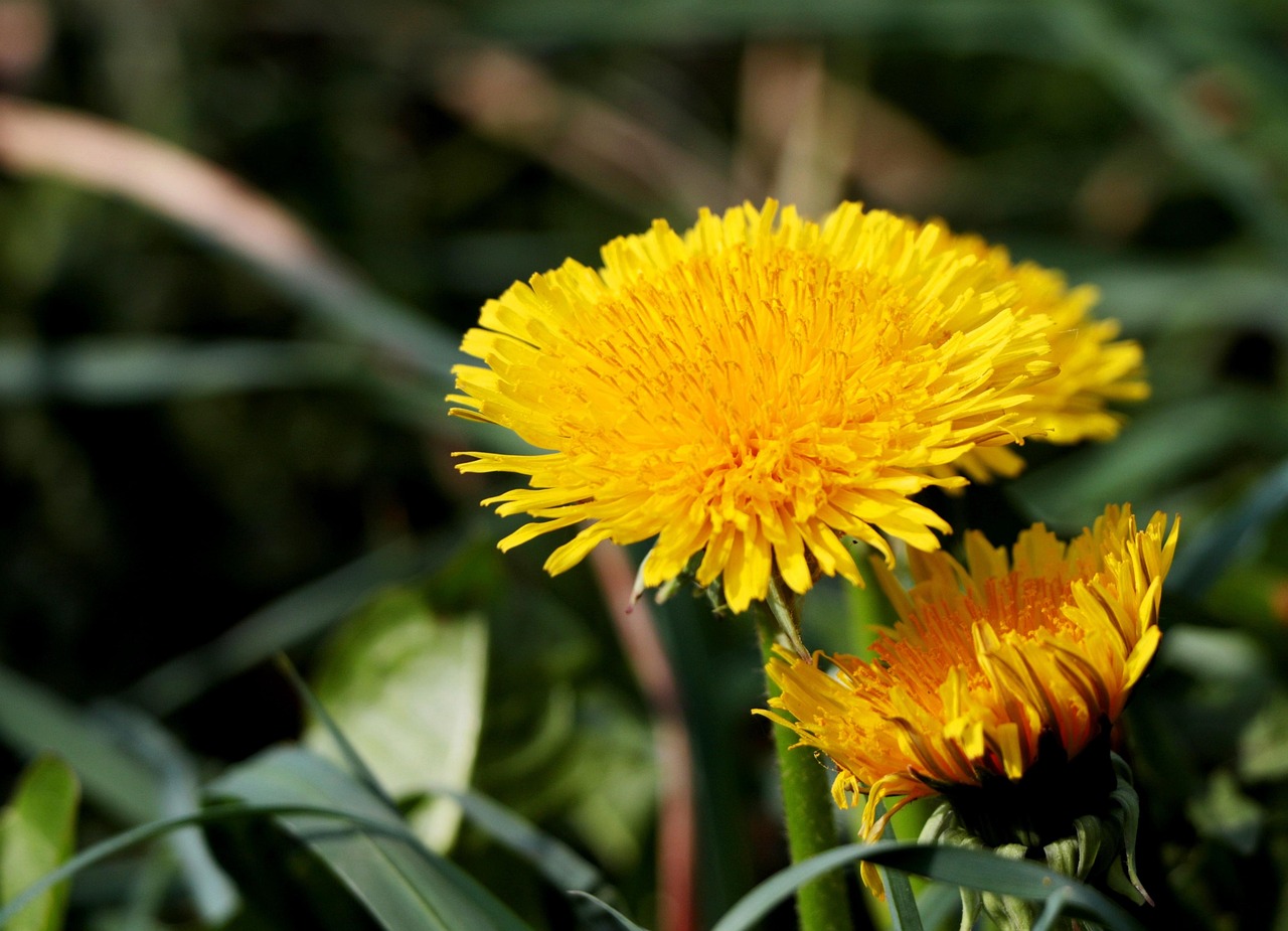 dandelion, yellow, nature, spring, meadow, weeds, the composite, flora, composites