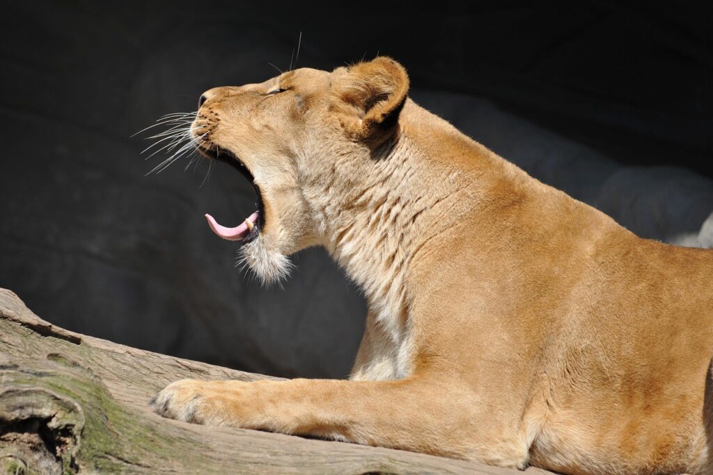 lion, fatigue, nature, yawning