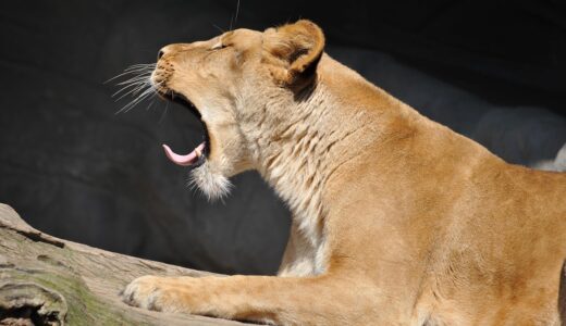 lion, fatigue, nature, yawning