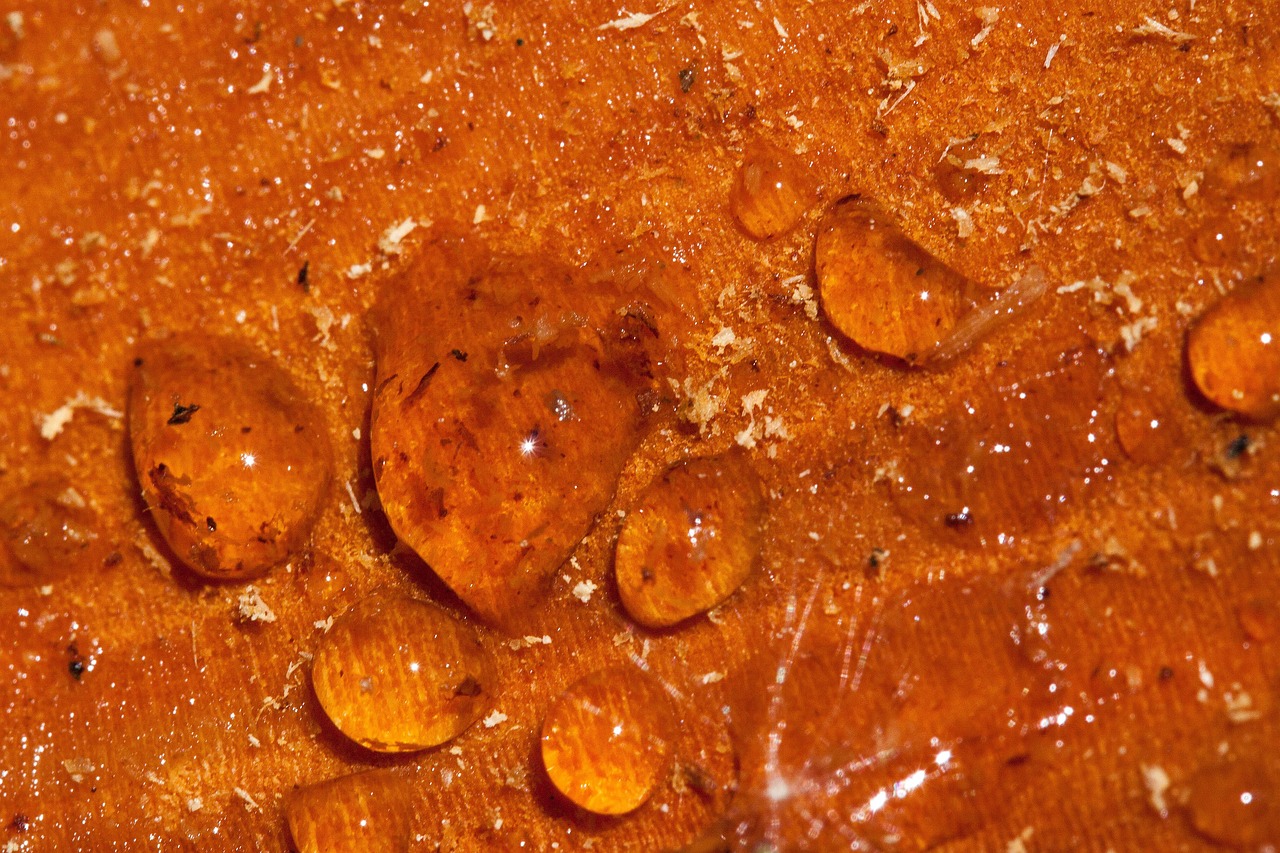 resin, tree resin, tree pruning, spring cut, living resin coating, deciduous tree, wound, resin discharge, resin leakage, close up, wood, tribe, gold, yellow, resin, resin, resin, resin, resin