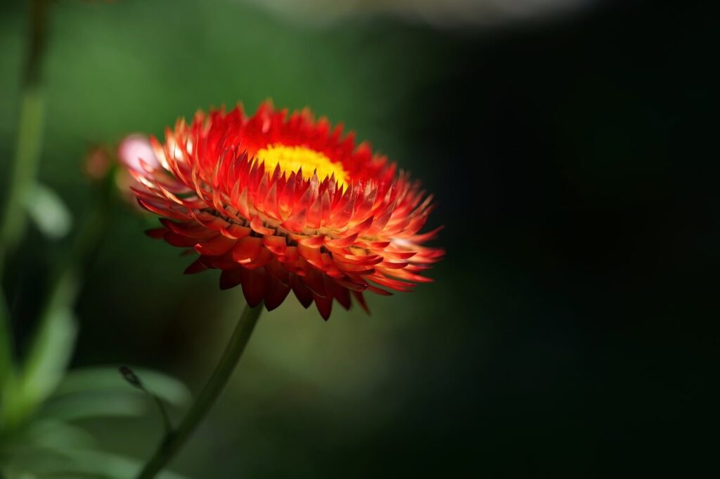 strawflower, windows wallpaper, flower, nature, free background, 4k wallpaper 1920x1080, beautiful flowers, wallpaper hd, 4k wallpaper, cool backgrounds, flower background, macro, summer, garden, red, plant, depth of field, asteraceae, bright, beautiful wallpaper, full hd wallpaper, mac wallpaper, leaf, background, desktop backgrounds, wallpaper 4k, yellow, flexible, free wallpaper, artificial, gloss, hd wallpaper, floral background, laptop wallpaper, taboo, creation, flower wallpaper, magic
