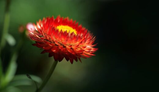 strawflower, windows wallpaper, flower, nature, free background, 4k wallpaper 1920x1080, beautiful flowers, wallpaper hd, 4k wallpaper, cool backgrounds, flower background, macro, summer, garden, red, plant, depth of field, asteraceae, bright, beautiful wallpaper, full hd wallpaper, mac wallpaper, leaf, background, desktop backgrounds, wallpaper 4k, yellow, flexible, free wallpaper, artificial, gloss, hd wallpaper, floral background, laptop wallpaper, taboo, creation, flower wallpaper, magic
