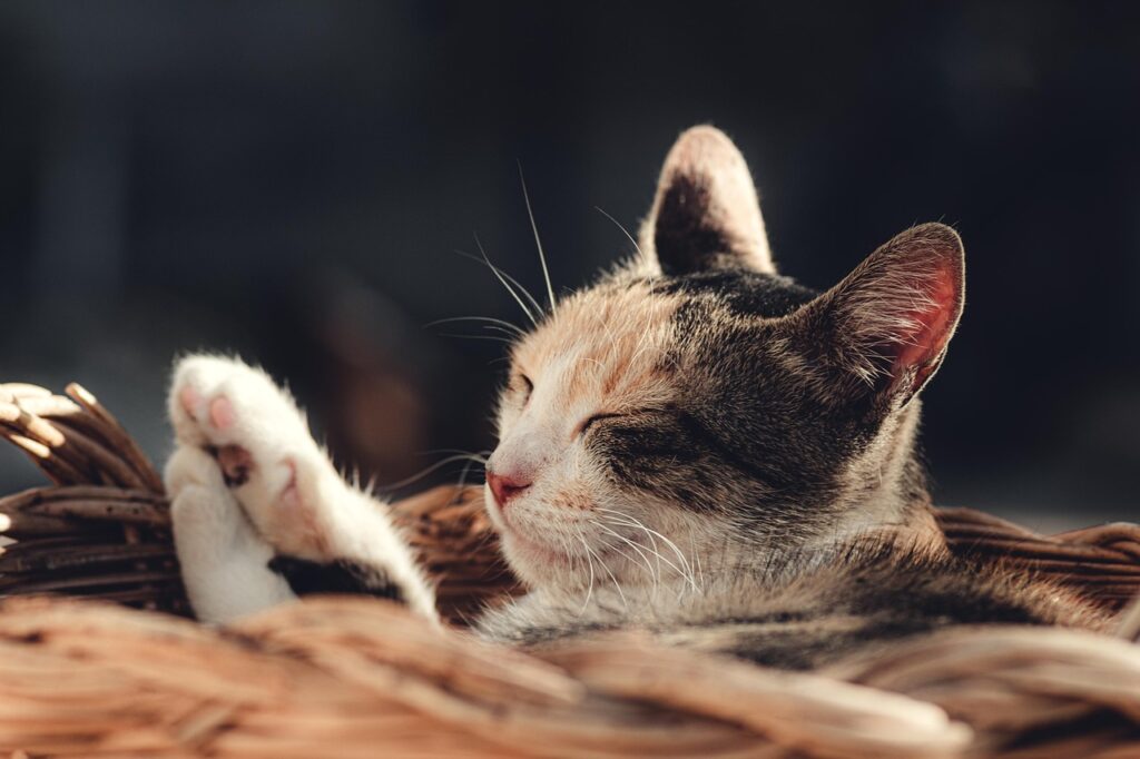 cat, pet, animal, domestic cat, feline, mammal, kitty, cute, nature, adorable, rest, closeup