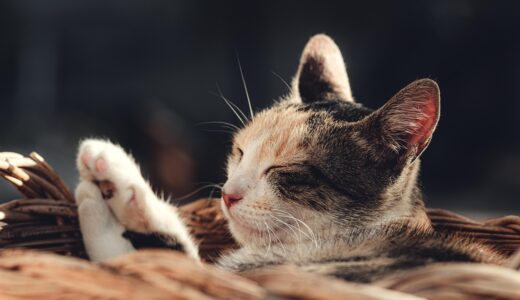 cat, pet, animal, domestic cat, feline, mammal, kitty, cute, nature, adorable, rest, closeup