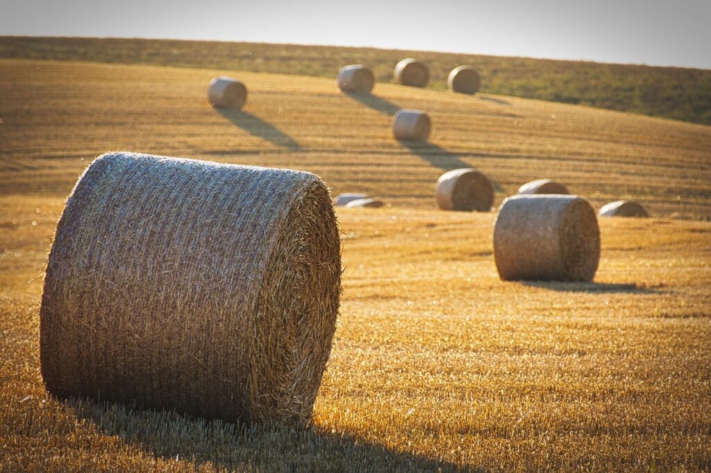 harvest, straw bales, straw, nature, barley, landscape, round balls, summer, yield, agriculture