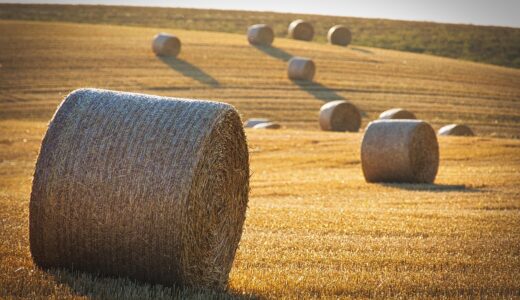 harvest, straw bales, straw, nature, barley, landscape, round balls, summer, yield, agriculture
