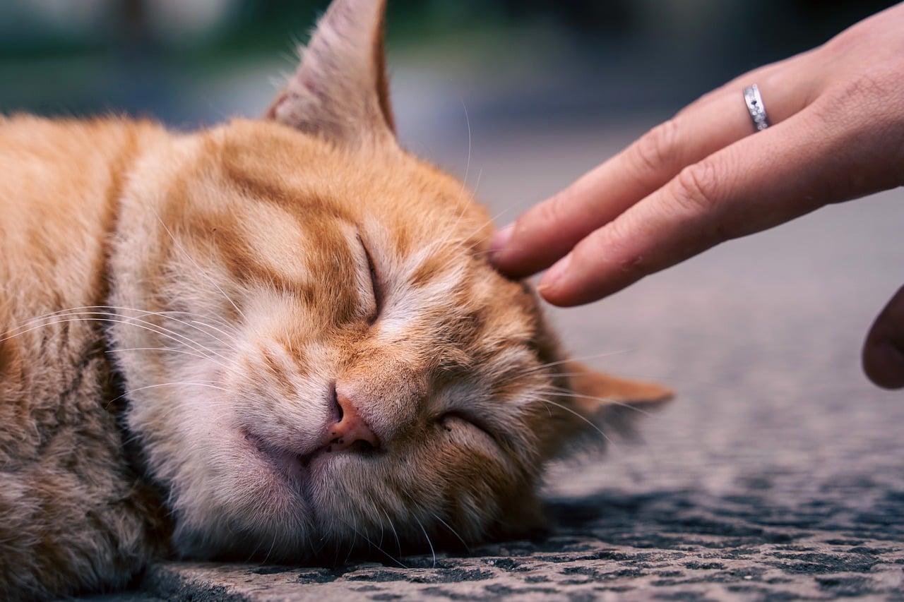 cat, pet, orange fur, petting, sleeping, resting, human hand, touch, relaxation, comfort, animal, outdoors, domestic animal, comfortable, dreaming, calm, feline, adorable, stroke, comfortable sleep, friendship