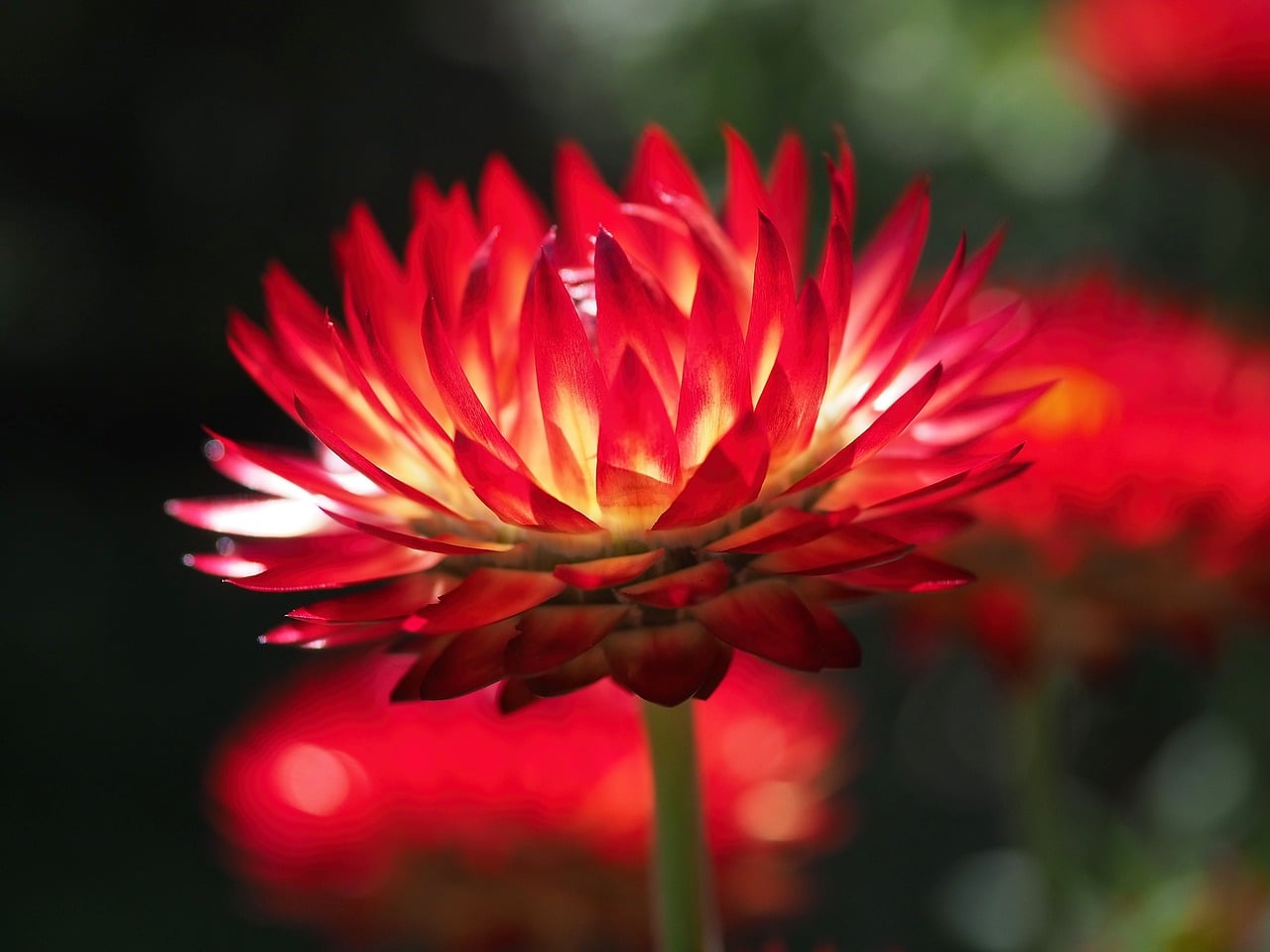 strawflower, red, nature, close-up, garden, bright, sun, blooming, aesthetics, exotic, perennial, beautiful flowers, flora, outdoor, beauty, flower, creative, romantic, flower wallpaper, flower background, environment, colorful, ecological