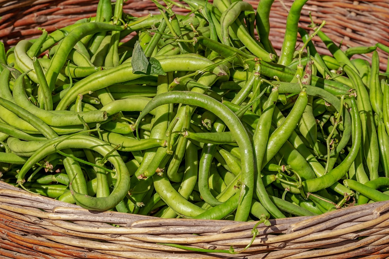 bush beans, vegetable, harvest, beans, fresh, healthy, raw, beans, beans, beans, beans, beans