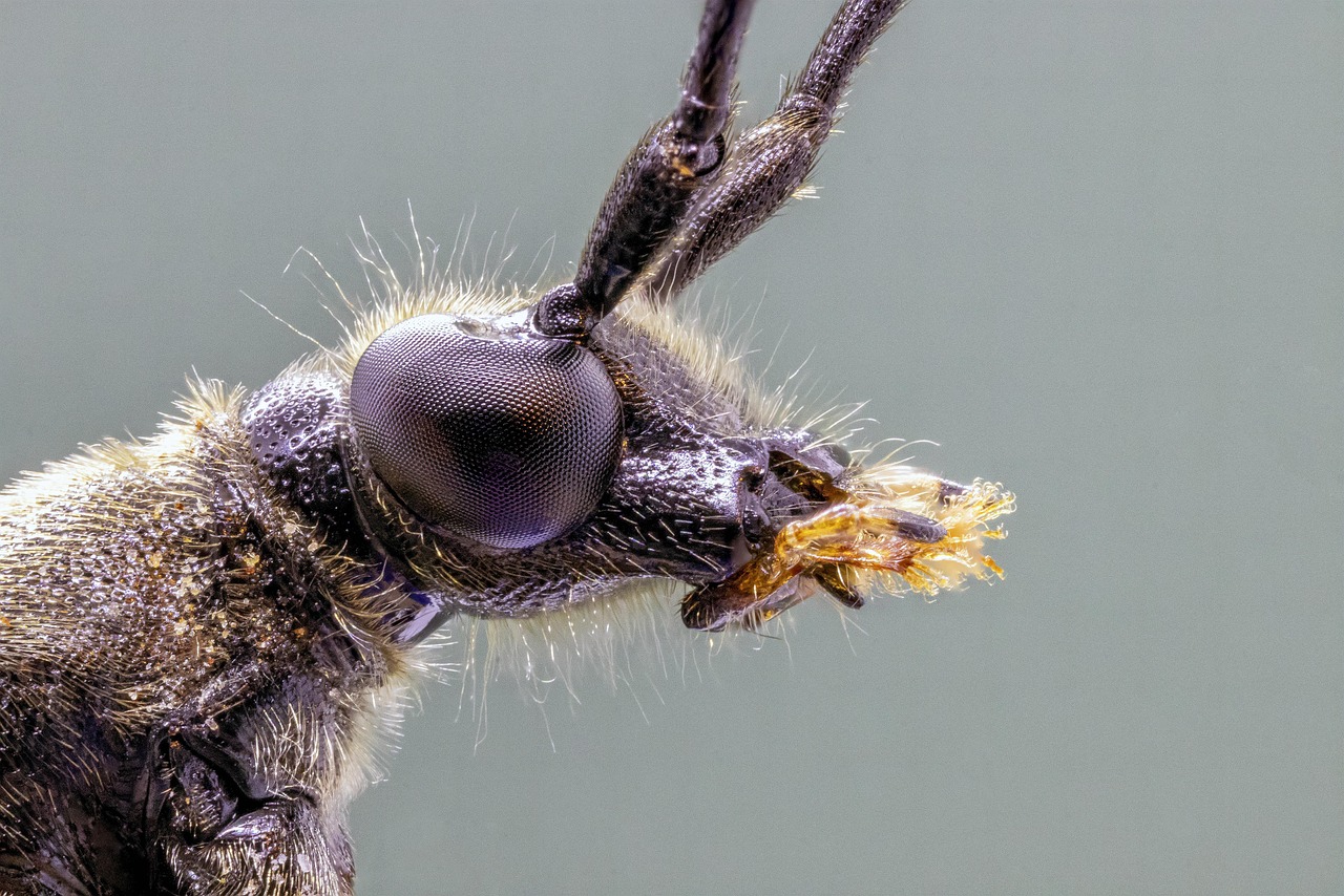 beetle, insect, bug, spotted-longhorn, macro, eyes, nature, beetle, beetle, beetle, beetle, beetle, bug