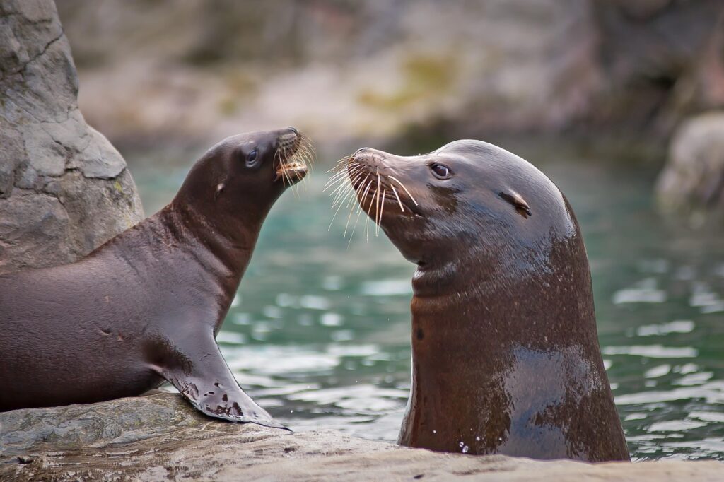 sea lion, sea creatures, water, aquatic life, marine life, wildlife, mammal, animal, creature, swim, seals, nature, north sea, dive, underwater world, sea, underwater, marine mammals