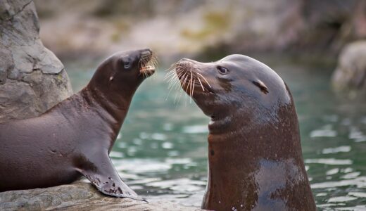 sea lion, sea creatures, water, aquatic life, marine life, wildlife, mammal, animal, creature, swim, seals, nature, north sea, dive, underwater world, sea, underwater, marine mammals