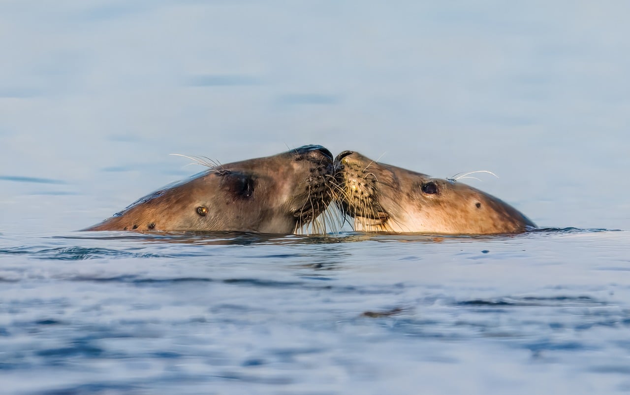 seals, sea, north sea, wildlife, water, sea creatures, nature, mammal