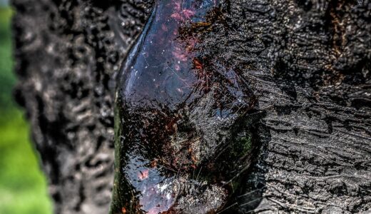 tree resin, resin, amber, close up, resin leakage, tree bark