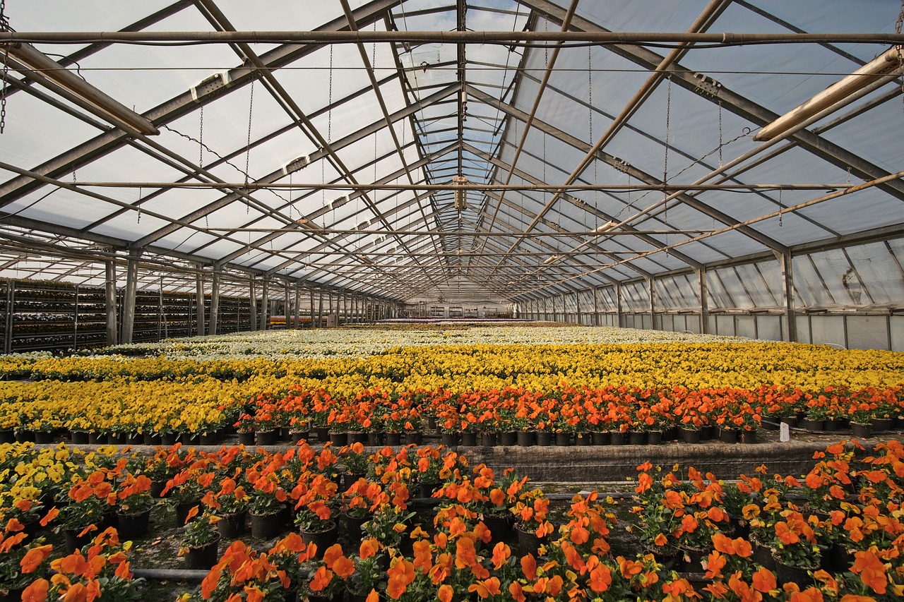 greenhouse, nursery, flower background, flower bed, flower, beautiful flowers, violet, pansy, palinske, flora, flower wallpaper, horticulture, florist, nature, spring, erfurt, early bloomer, buga, buga2021