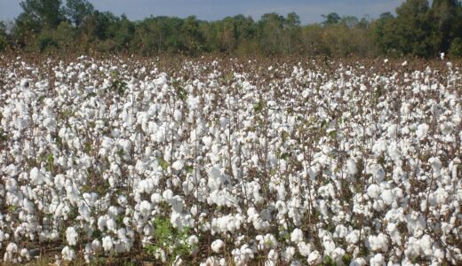 cotton, field, plant, harvest, textile, agriculture, natural, fluffy, crop, fiber, grow, organic, seed, stem, raw, industry, fabric, bud, material, flora, cultivated, environment, agricultural, cultivation, outdoor, nature, ecology, land, farmland, botany