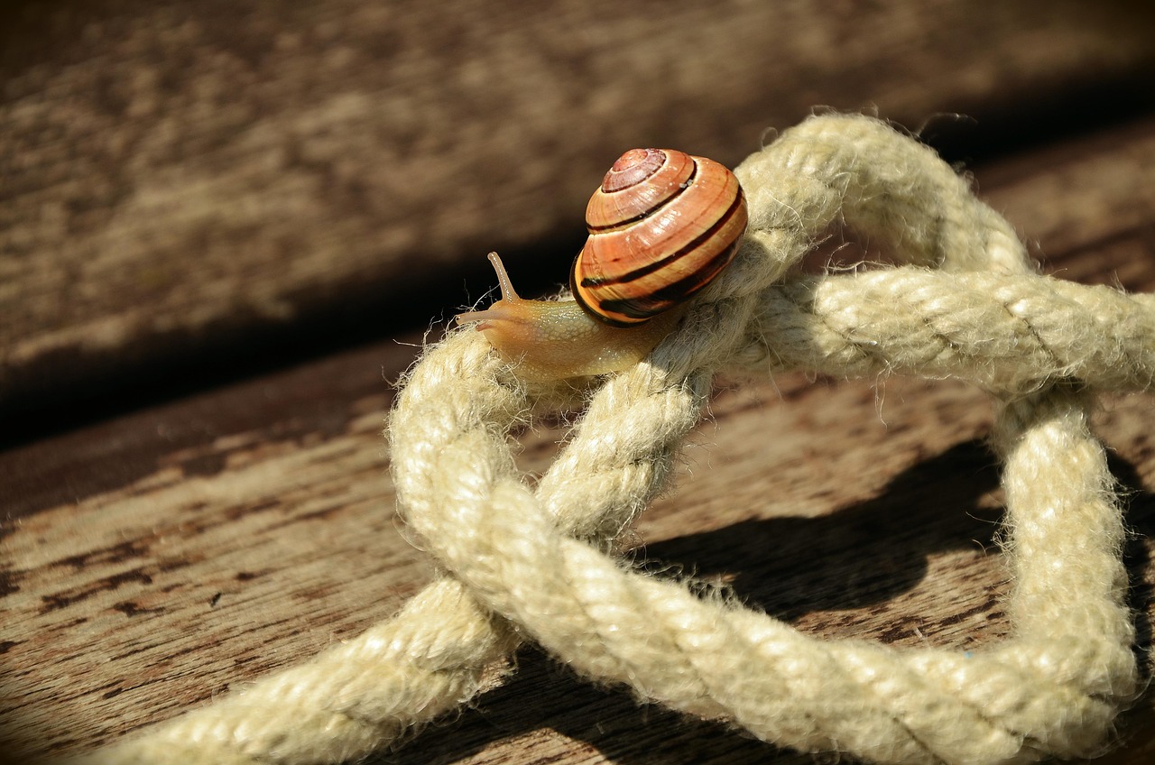 rope, cord, heart, love, friendship, connectedness, loyalty, from my heart, natural fiber, detail shot, snail, banded snail, cord, cord, cord, heart, heart, friendship, friendship, loyalty, loyalty, loyalty, loyalty, loyalty